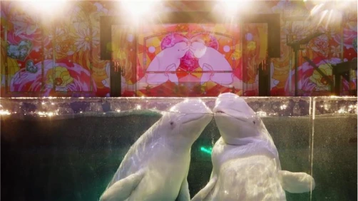 水族館のイルカショーのイメージ